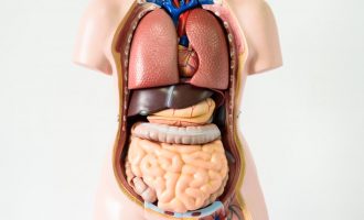 E keni menduar ndonjëherë sa organe ka trupi i njeriut?