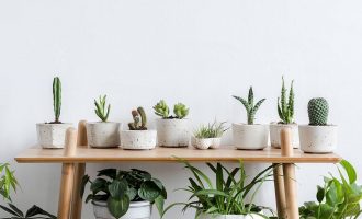 Bimët shtëpiake që rrisin disponimin dhe përmisojnë shëndetin tuaj