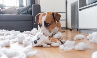 Të gjitha mënyrat se si ju po stresoni qenin tuaj