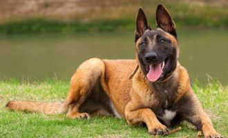 A mund të lexojnë qentë mimikat e fytyrës tonë?