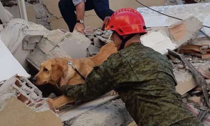 Një vit nga tërmeti shkatërrues në Shqipëri – Ku janë qentë heronj të FSK-së që shpëtuan dhjetëra njerëz nga gërmadhat?
