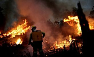 Numri zjarreve në Amazon është rritur më shumë se kurrë më parë