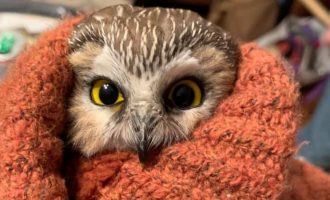 Bufi i vogël shpëtohet pasi kishte mbetur i ngjitur në një pemë