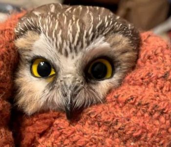 Bufi i vogël shpëtohet pasi kishte mbetur i ngjitur në një pemë