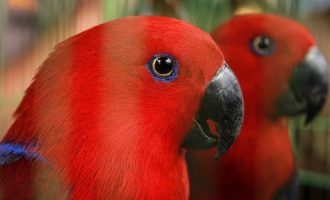 Papagaj të gjallë të future nëpër shishe plastike gjenden në një anije në Indonezi