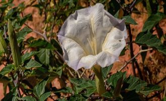 Vizatimet antike në shpellat e Kalifornisë paraqesin bimën halucinogjene
