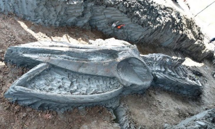 Zbulohet një skelet i rrallë balene në Tajlandë