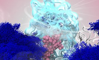 Imuniteti ndaj Coronavirus-it mund të zgjasë më shumë se gjashtë muaj, sugjeron studimi