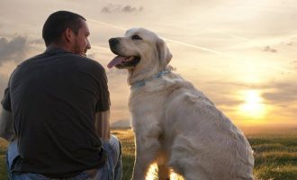 Për të kuptuar qentë, duhet të kuptojmë gjuhën e tyre të trupit