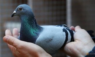 Ky pëllumb u shit për 1.6 milion euro