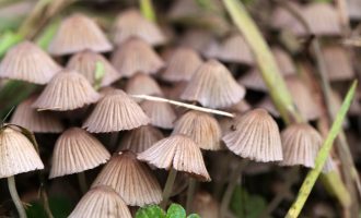 Në Kanadë pacientët me depresion tash lejohen të përdorin kërpudha psikodelike