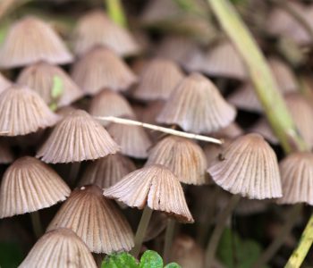 Në Kanadë pacientët me depresion tash lejohen të përdorin kërpudha psikodelike