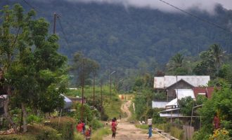 Shpyllëzimi i pyjeve të Amazonës ka arritur nivelin më të lartë