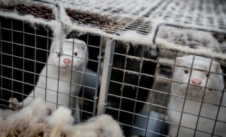 Danimarka do të gërmojë miliona vizon të vrarë për shkak të mutacionit të virusit Covid