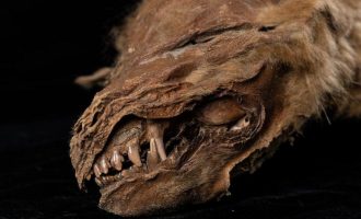 Ujku antik i mumifikuar që u gjet në Kanada jetoi 56 mijë vjetë më parë
