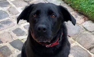 Qeni i Macron shfaqet në një klip për adaptimin e kafshëve të braktisura