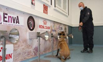 Qentë mund të trajnohen për të zbuluar COVID-19 duke nuhatur djersën e njeriut