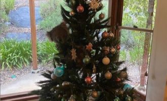 Familja gjen një koala të varur në pemën e tyre të Krishtlindjes