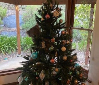 Familja gjen një koala të varur në pemën e tyre të Krishtlindjes