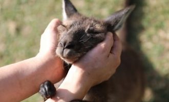 Kangurët mund të komunikojnë me njerëzit – thotë studimi