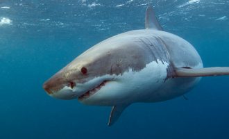 Surfisti ecën për të kërkuar ndihmë pas sulmit katastrofik të peshkaqenit