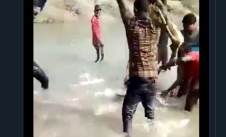 Rrahën për vdekje një delfin – arrestohen tre persona