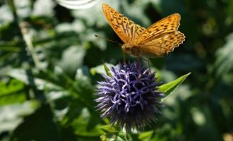 Shkencëtarët më në fund e kuptuan – si fluturojnë fluturat?