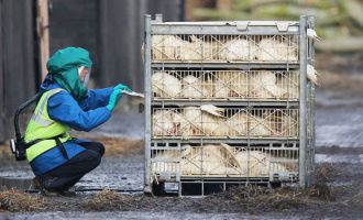 Në Danimarkë zbulohet gripi i shpendëve H5N8