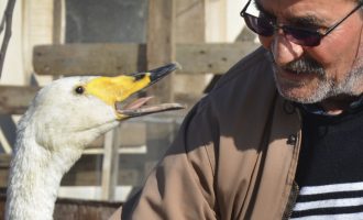 Brenda miqësisë 37 vjeçare e të pazakontë së këtij burri me një mjellmë