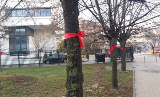 Kush i stolisi pemët me “mindila” të kuq?