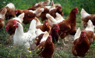 A ka të infektuar me gripin e shpezëve në Kosovë, flasin nga AUV