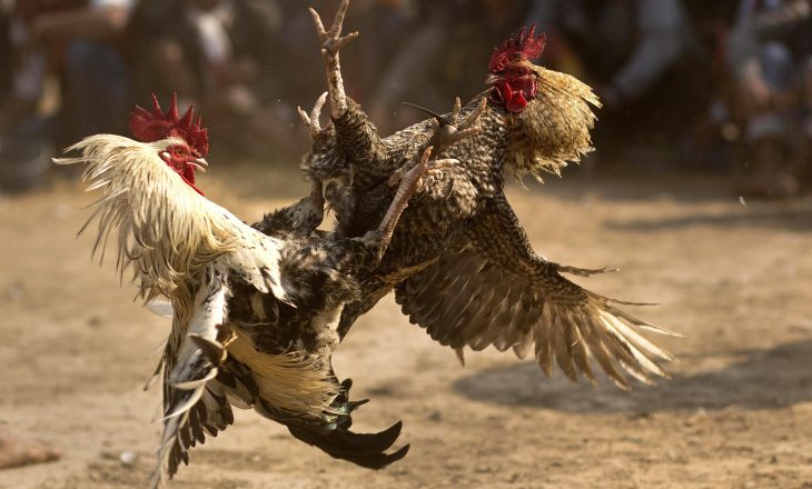 Gjeli indian vret pronarin gjatë luftës së gjelave