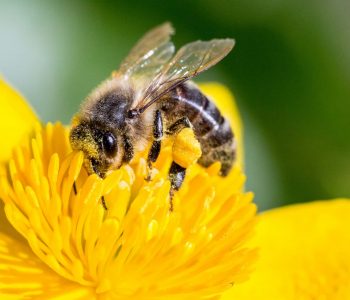 Nëse përballeni me një situatë sfiduese, mendoni si një bletë
