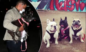 Rrëmbimi i qenve të Lady Gagas-s: Pamje të reja tregojnë sulmin e tmerrshëm ndaj kujdestarit të qenve