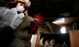 Rusia raporton rastin e parë të infeksionit njerëzor me gripin e shpendëve H5N8