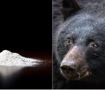 “Cocaine Bear”: Një film për ariun që hëngri 40 qese me kokainë