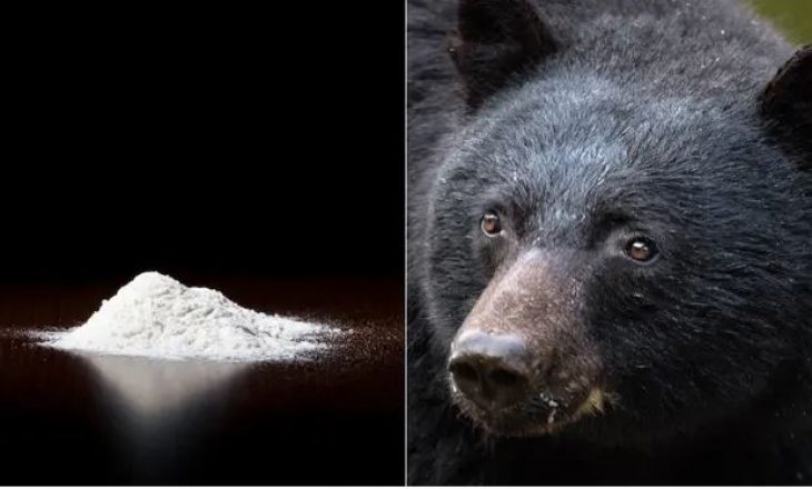 “Cocaine Bear”: Një film për ariun që hëngri 40 qese me kokainë