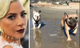 Gruaja që riktheu qentë e Lady Gaga-s do të shpërblehet me qindra mijëra dollarë