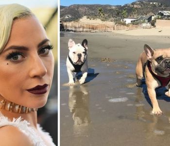 Gruaja që riktheu qentë e Lady Gaga-s do të shpërblehet me qindra mijëra dollarë