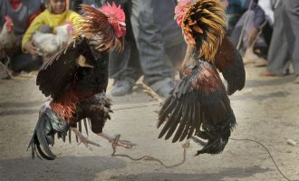 Përleshja e gjelave shkon keq – njëri nga shpendët vret një burrë