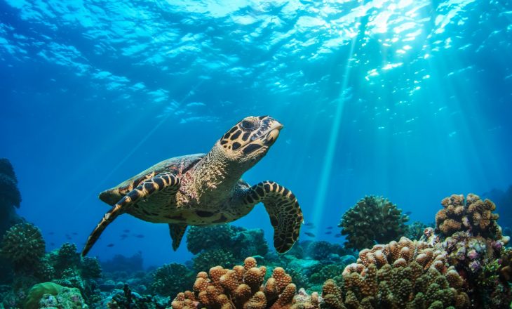 Nga mishi i helmuar i breshkës së detit, 19 persona kanë humbur jetën në Madagaskar