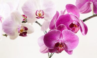 Ja se çfarë përbërës nevojiten që orkidetë tuaja të shkëlqejnë