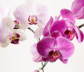 Ja se çfarë përbërës nevojiten që orkidetë tuaja të shkëlqejnë