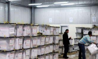 Numërohen tetë mijë vota me kusht, këto janë rezultatet