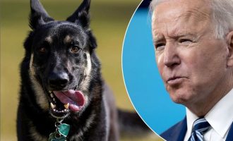 Pastori gjerman i Biden-it kafshon përsëri