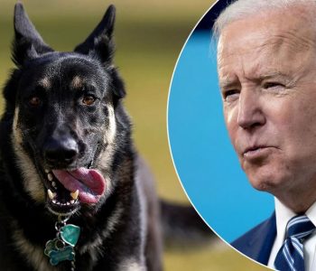 Pastori gjerman i Biden-it kafshon përsëri