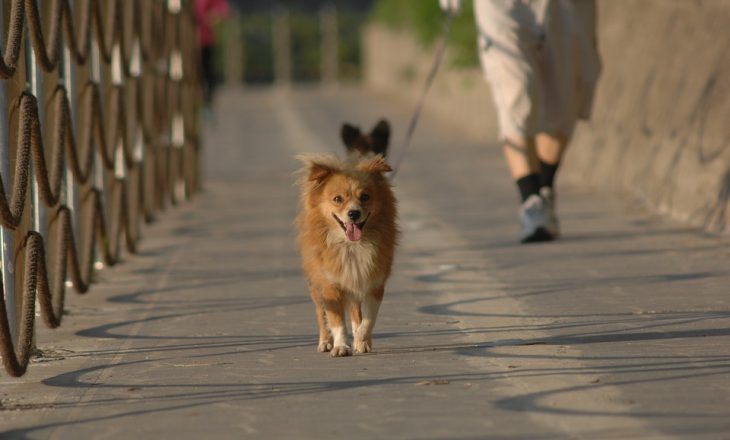 Në Kosovë s’ka ligje për mbajtjen, trajtimin dhe nxjerrjen e qenve në ambiente publike