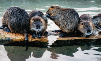 Një qytet i tërë mbeti pa internet për shkak të kastorëve