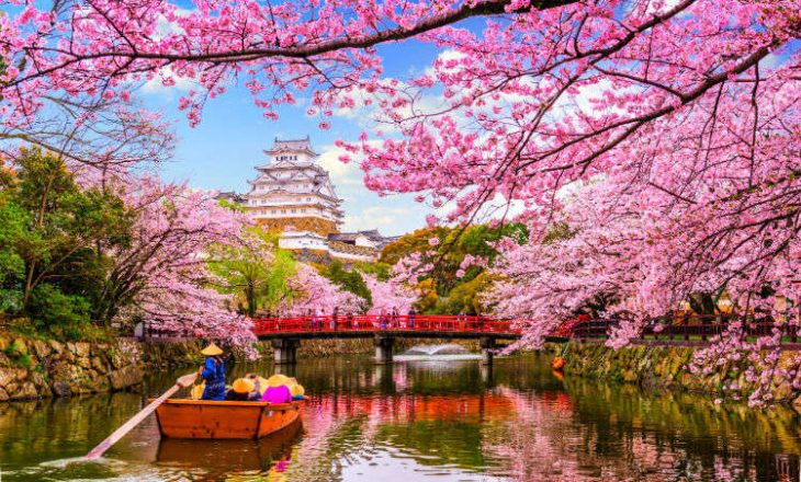 Lulëzimi i hershëm i qershisë në Japoni – shkencëtarët paralajmërojnë se është simptomë krize globale
