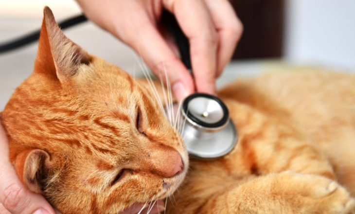 Shenja që tregojnë se macja juaj është e sëmurë dhe ka nevojë për një veterinar